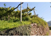 La Valle di Cembra: vigne terrazzamenti e muretti