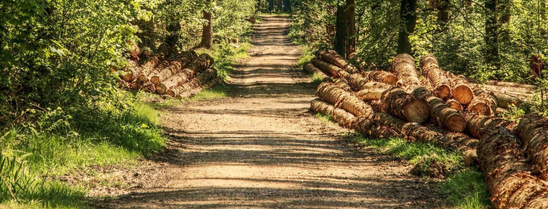 Webinar: EUTR + Certificazioni Forestali