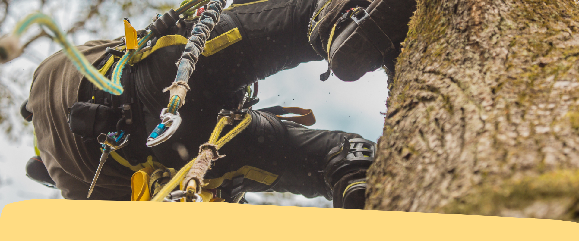 Tree climbing e lavori in quota su fune: ultimi due posti per i nostri corsi!