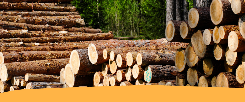 Gestione della tracciabilità del legname nei cantieri forestali: analisi di casi concreti e prospettive future
