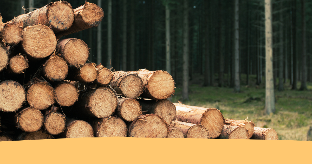 Il Legno Trentino tra Memoria e Futuro: un progetto per l’internazionalizzazione