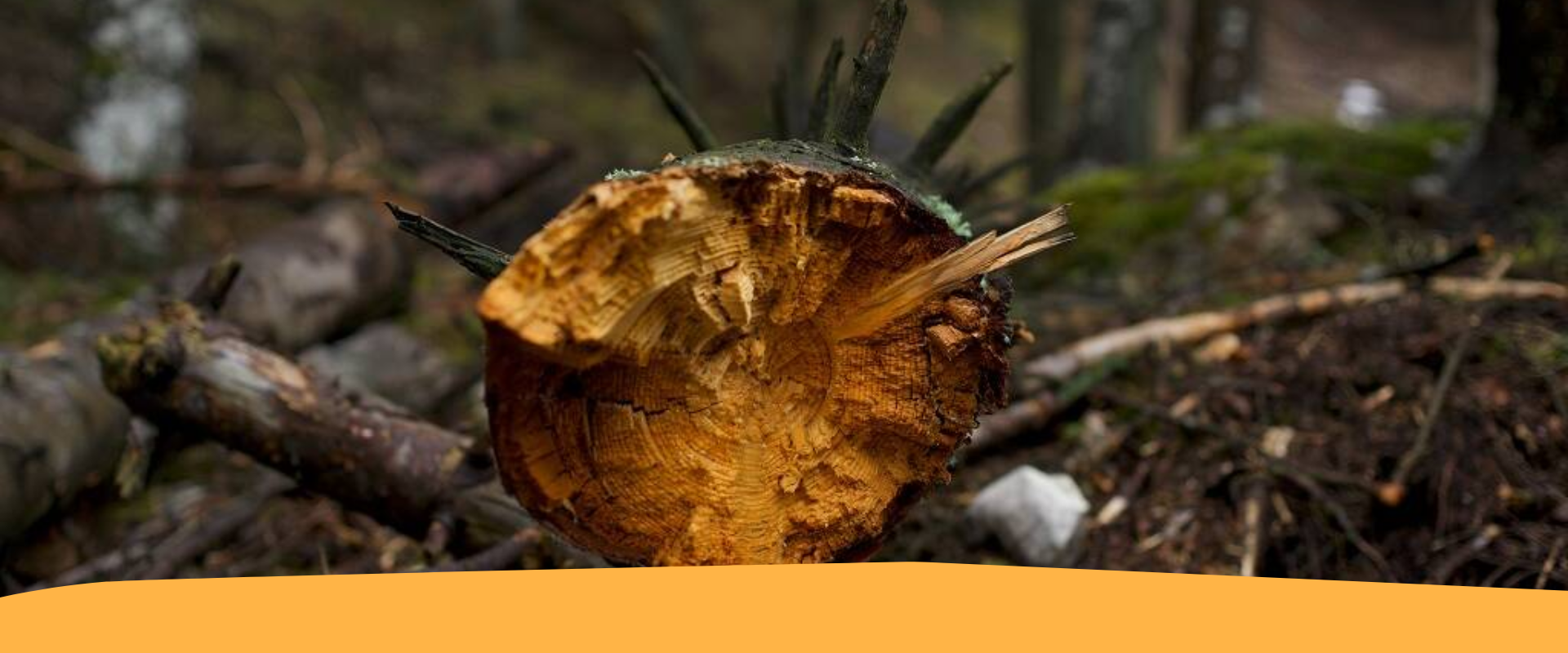 Rivisto – CLES – Commercio di legno: cosa sapere per essere in regola